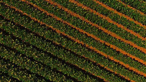 Bean Field by UpThereAgain Photography