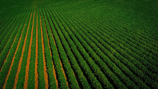 Close Bean Field2 by UpThereAgain Photography