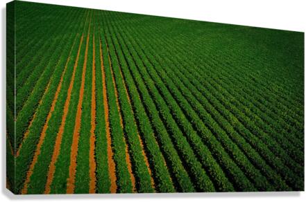 Close Bean Field2 Canvas Print