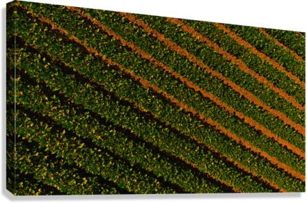 Bean Field Canvas Print