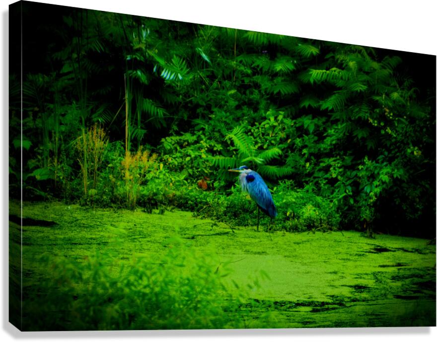 Blue Heron Canvas Print