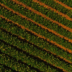 Bean Field