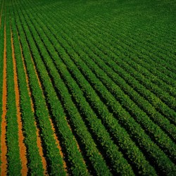 Close Bean Field2