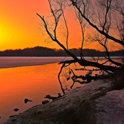Trumpeter Dawn