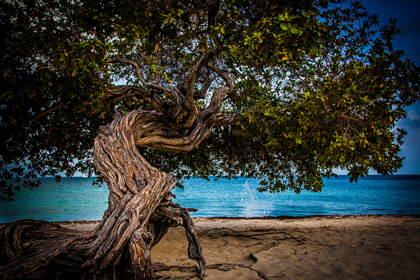 Divi Tree  Print