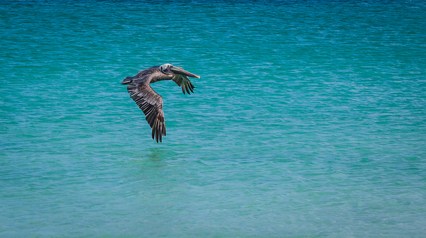 Sea Gull Adventure Print