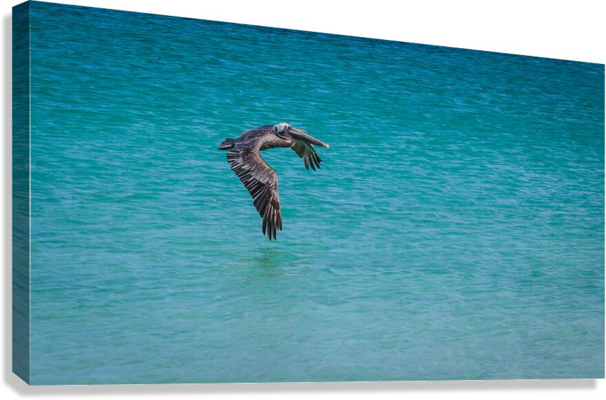 Sea Gull Adventure Canvas Print