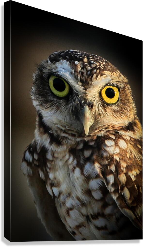 Owl Canvas Print