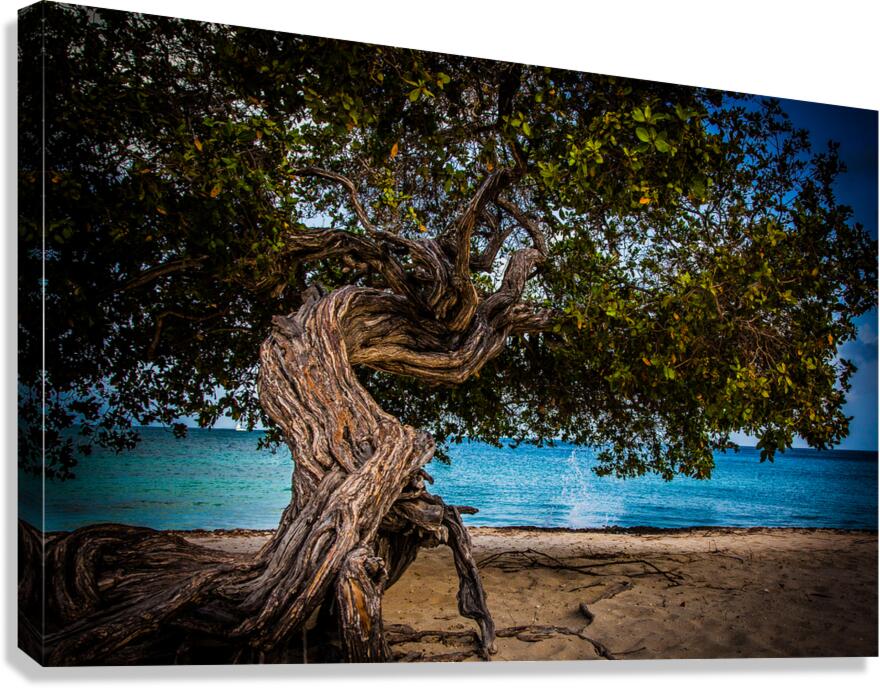Divi Tree  Canvas Print
