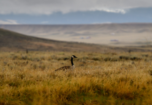 Goose on the High Plains by Philip Sanders