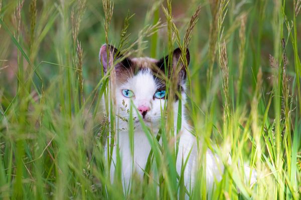 Barn Cat on the Prowl by Philip Sanders