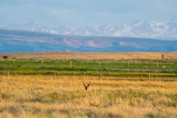 Hiding on the Plains by Philip Sanders
