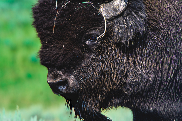 Giant of Yellowstone by Philip Sanders