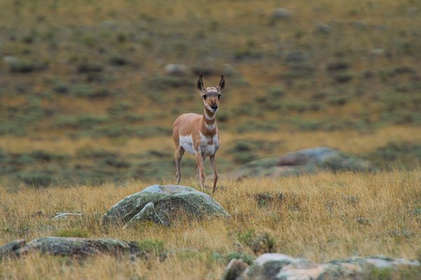 Young Antelope by Philip Sanders
