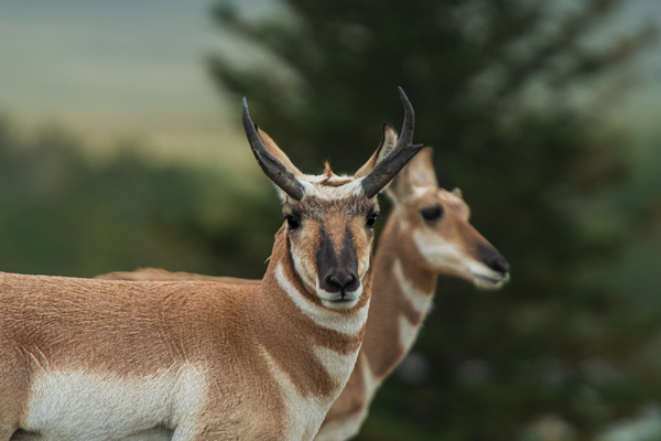 A Watchful Pronghorn by Philip Sanders