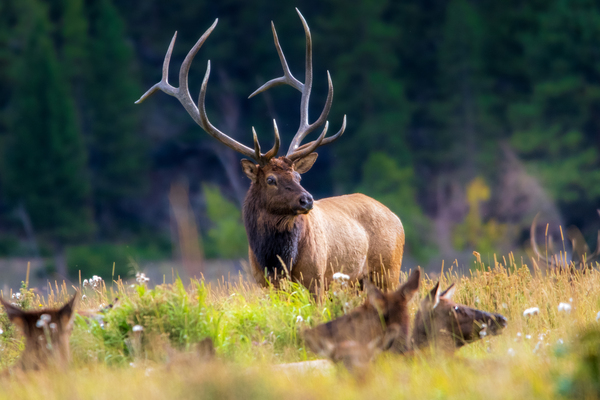 Watching over the Herd by Philip Sanders