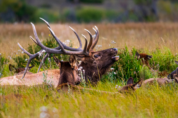Wapiti in Rocky Mountain National Park by Philip Sanders