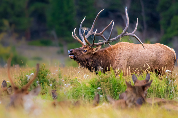 Elk Bugling Print