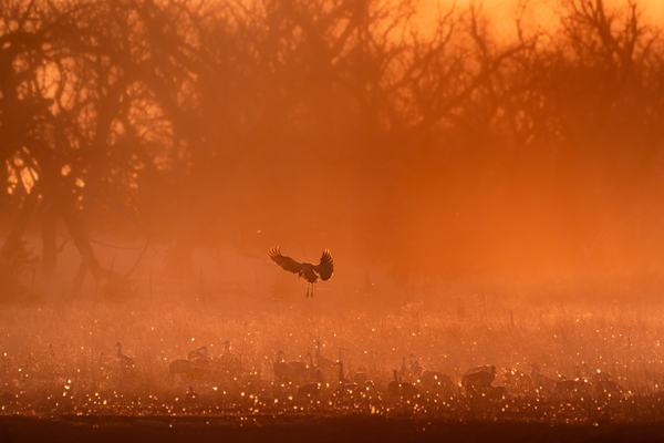 Evening with the Sandhill Cranes by Philip Sanders