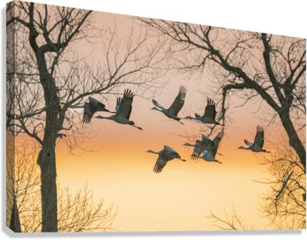 Evening Flight Canvas Print