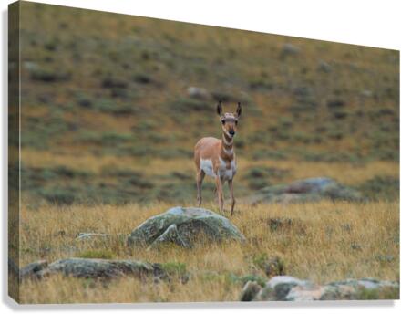 Young Antelope Canvas Print