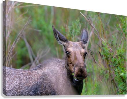 Evening Snack Canvas Print