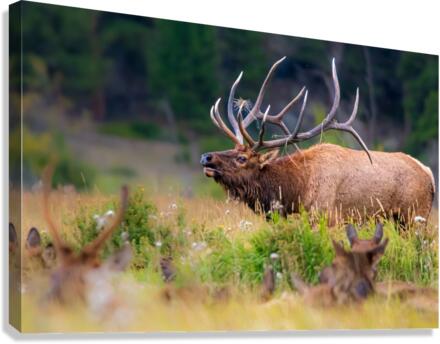 Elk Bugling Canvas Print