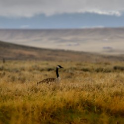 Goose on the High Plains
