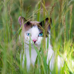 Barn Cat on the Prowl