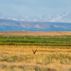 Hiding on the Plains
