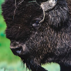 Giant of Yellowstone