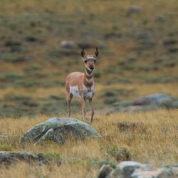 Young Antelope