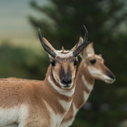 A Watchful Pronghorn