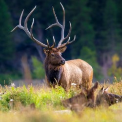 Watching over the Herd