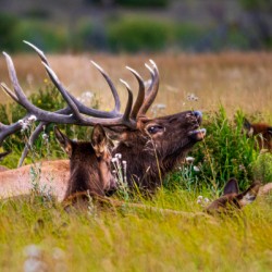 Wapiti in Rocky Mountain National Park