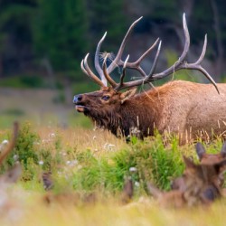 Elk Bugling