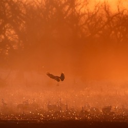 Evening with the Sandhill Cranes