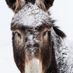 The Long Winter