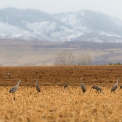 A Meeting of the Cranes