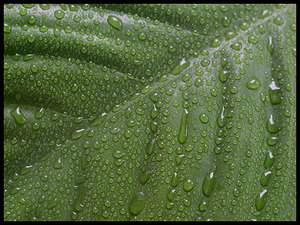 Peace Lily Tears