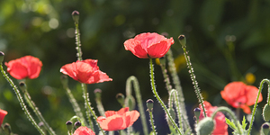 Poppies Ablaze