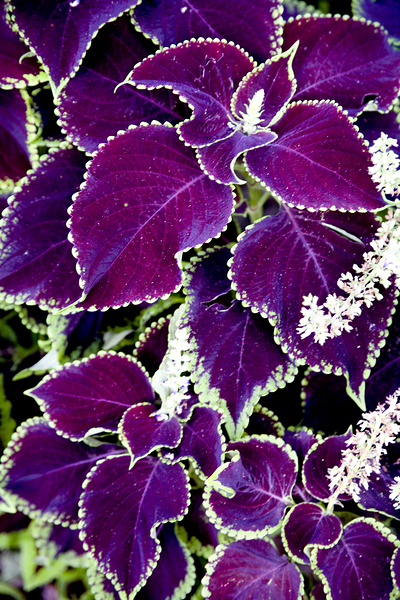 Deep Purple Magic by LifeIsFuller