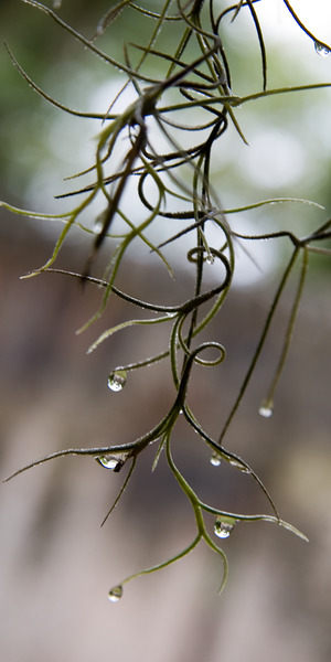 Drop of Chapel of Ease by LifeIsFuller