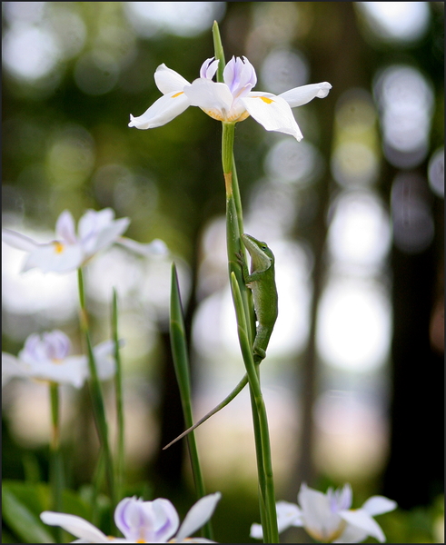 MY Flower by LifeIsFuller