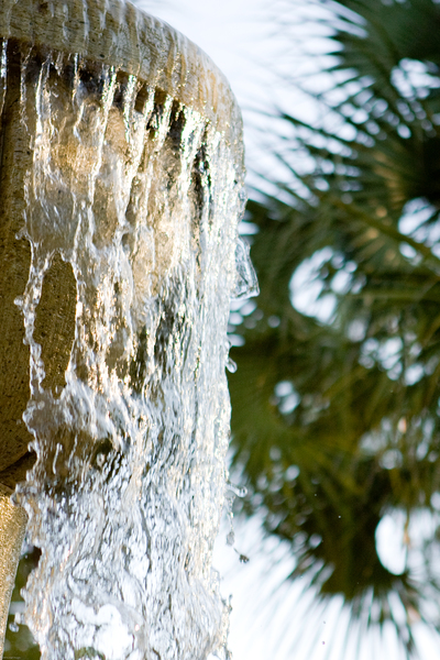 Palmetto Glory by LifeIsFuller