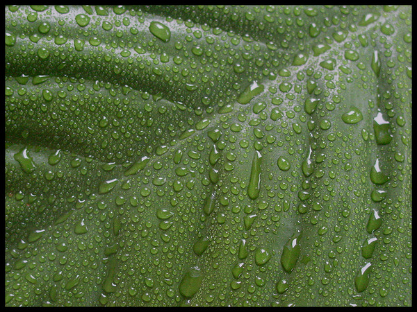 Peace Lily Tears by LifeIsFuller