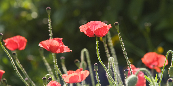 Poppies Ablaze by LifeIsFuller