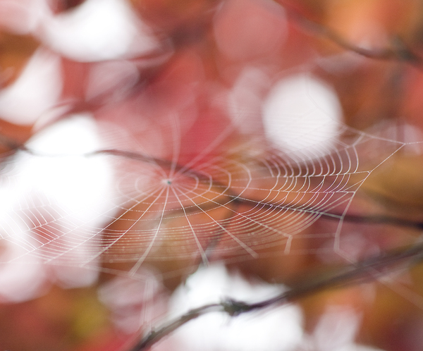 SearchingTheWeb by LifeIsFuller