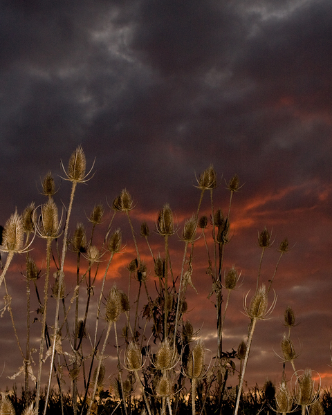 Thistles in a Fire Sky by LifeIsFuller