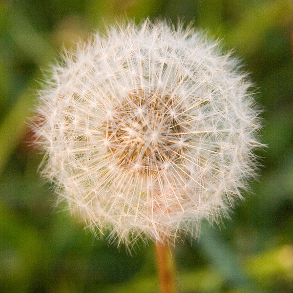 Wishing Flower by LifeIsFuller